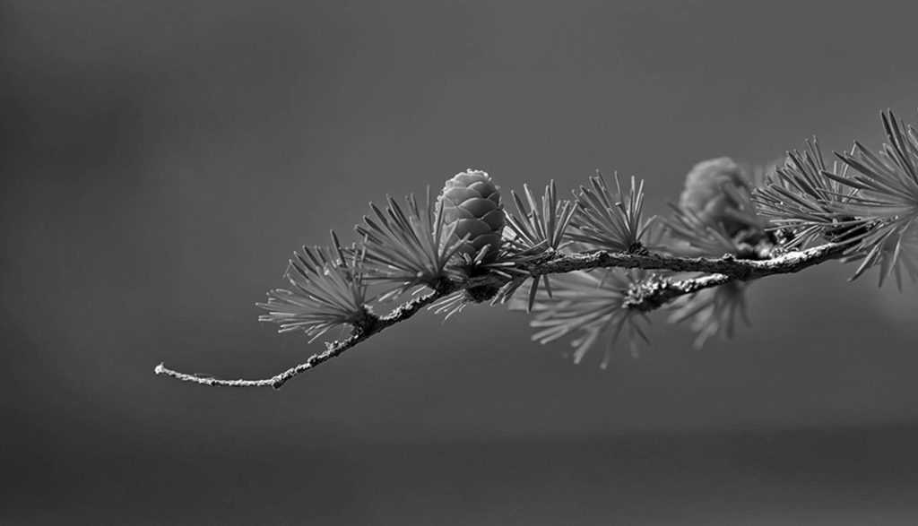 Mid02 Free Img 1024x587